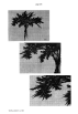 page216.jpg